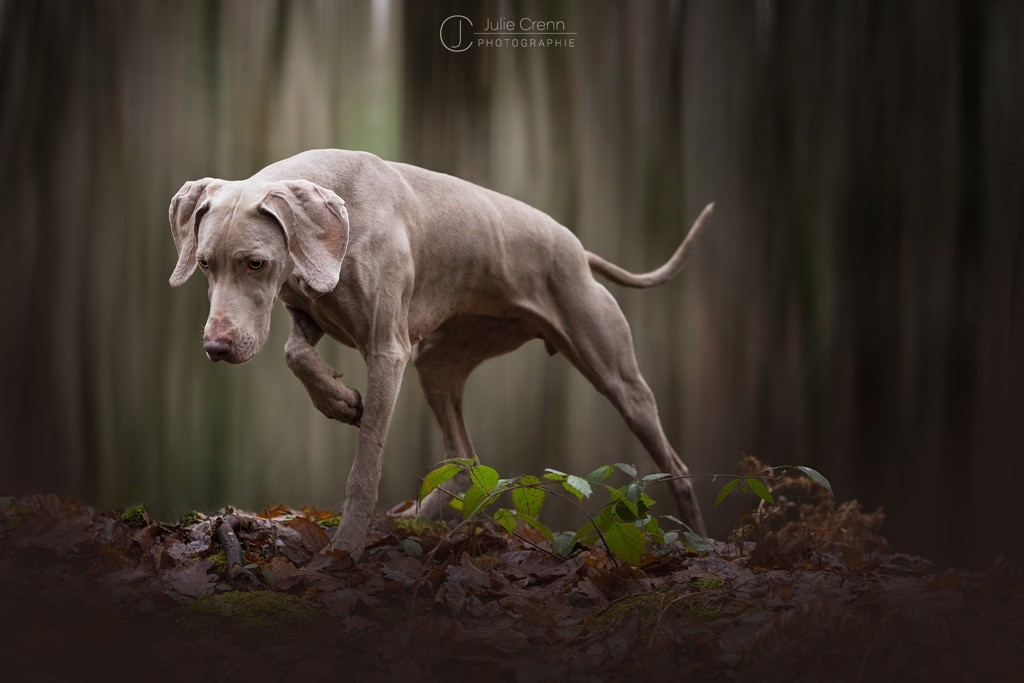 Phoebe De L'Arbre Des Sephiroth